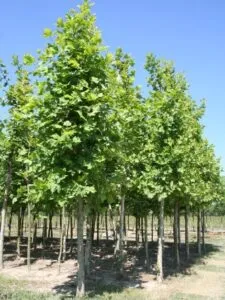 Questa immagine ritrae una scena di un bosco orientale, con alberi di quercia, tiglio, acero e altra vegetazione È una fotografia che ci ricorda limportanza dellambiente naturale e della sua bellezza allaperto Limmagine ci ricorda la nostra responsabilità di prenderci cura dellambiente che ci circonda #EnvironmentAlbero #Natura #Allaperto #Bosco #Ambiente