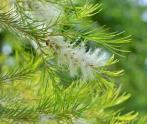 Questa foto mostra la bellezza della natura con una vasta gamma di alberi, tra cui una melaleuca, un cipresso, un abete, un pino e un larice La scena è ambientata allaperto, con le varie piante che si stagliano contro il cielo Uno spettacolo di colori e forme che ci ricorda quanto sia grande e bello il mondo naturale