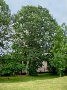 Questa immagine mostra una quercia rossa Quercus rubra, una pianta che è un simbolo di forza e storicità Cè un tronco dalbero che si erge in mezzo a un prato ricco di erba Ai suoi piedi si possono vedere un tiglio e una quercia, due piante che rappresentano la bellezza della natura allaperto Uno scatto che racchiude le caratteristiche di PlantAlbero