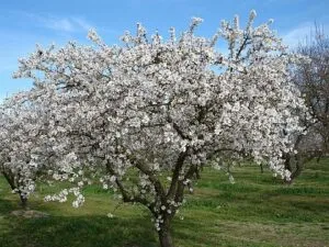 Una pianta di mandorlo ancestrale che sboccia nel parco PlantGrove, circondata dalla natura aperta e rigogliosa vegetazione Un campo di fiori che brillano di mille colori, illuminati dal sole, con delicati petali che danzano al vento Unimmagine di bellezza e di pace