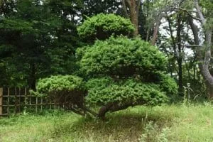 Questa immagine mostra un tasso giapponese, una conifera dalla forma particolare, in un vaso Un simbolo di natura e di vegetazione in un boschetto, una pianta che rappresenta la bellezza e la forza della natura Unimmagine che ricorda limportanza di prenderci cura del nostro mondo naturale