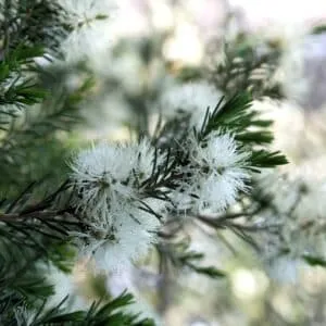 Questa immagine mostra una melaleuca, un albero conifera, che fiorisce allaperto e si inserisce armoniosamente nella natura circostante La vegetazione circostante è lussureggiante e lalbero abete è una splendida aggiunta allo splendore della natura
