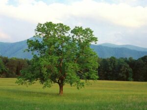 Questa immagine mostra una meravigliosa vista sulla natura una prateria verdeggiante ricca di vegetazione, con alberi di noce comune, quercia e tiglio Un paesaggio pieno di pace e serenità che ci ricorda che siamo parte di una natura più grande