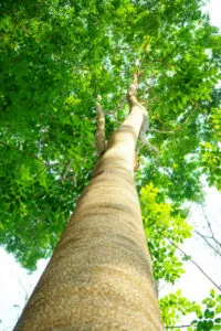 Un albero esotico che emerge dalla vegetazione lussureggiante della foresta pluviale, con il suo tronco spoglio che si erge dalla terra come un antico sentinella della natura allaperto