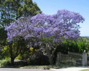 Una pianta esotica in tutta la sua magnificenza, con un bellissimo fiore di colore viola che si staglia contro la vegetazione allaperto Un meraviglioso spettacolo offerto dalla natura!