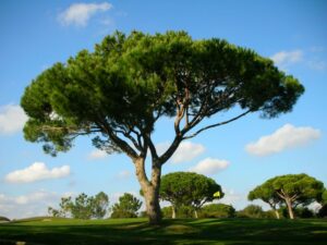 Immagine di un paesaggio naturale allaperto con una quercia, un tiglio, un albero di pino e un tronco dalbero in mezzo a un campo di erba unoasi di natura