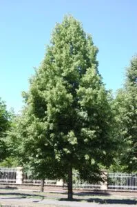Un tiglio di montagna, un acero e un abete si stagliano allaperto in una scena ricca di vegetazione, uno splendido esempio della magnificenza della natura