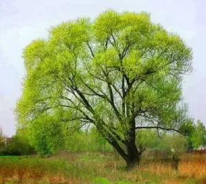 Questa foto mostra un salice nero che si erge orgogliosamente tra una quercia e un sicomoro in un magico bosco ricco di vegetazione Il salice si trova allaperto e incoraggia a godere della bellezza della natura