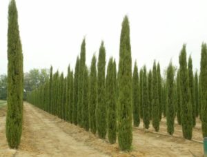 Immagine del cipresso italiano, un albero conifera che si distingue per la sua bellezza nel paesaggio naturale allaperto La vegetazione poco comune è una delle piante più iconiche del nostro paese, simile a un pino ma con alcune caratteristiche uniche