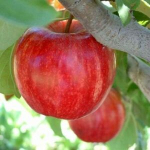 La natura magica di Melo ci regala un frutto saporito e nutriente una pianta che ci offre la possibilità di produrre cibo delizioso e salutare