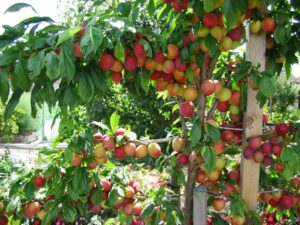 Un albero abbondante di frutta fresca, con prugni, mele, pesche e pere che invitano a gustare la bontà dei prodotti offerti dalla natura