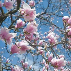 Un albero di Magnolia in fiore, con petali bianchi come la neve, che produce frutti come deliziose pere Il ciliegio, parte della natura, che ci regala i suoi frutti allaperto FruitFiore, una pianta che ci regala la sua bellezza e produrre i frutti della natura