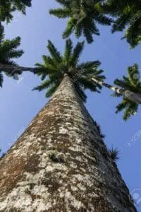 Questimmagine mostra una maestosa palma reale, che si staglia tra la natura circostante La sua grandezza e la sua bellezza, simbolo di forza e resistenza, si uniscono ai tronchi dalbero e alla vegetazione, creando uno spettacolo meraviglioso che può essere apprezzato solo allaperto Una pianta che rappresenta al meglio la natura, per unesperienza a contatto con la NaturePalma