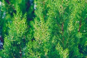 Una foto della natura allaperto che mostra la bellezza di un bosco ricco di cedri rossi, pini e altri alberi coniferi Uno splendido esempio della ricca vegetazione del nostro pianeta