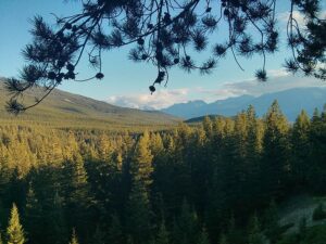 Questa immagine mostra un pino contorto montano che fa parte di una foresta composta da conifere, abeti e altri alberi La vegetazione abbondante crea una ricca terra di prati e altre aree selvagge, formando unincantevole meadowalbero