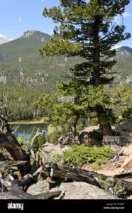 Questo scatto ritrae unincantevole e suggestiva scena che ci ricorda quanto la natura sia una meraviglia un pino contorto solitario, che svetta in un paesaggio selvaggio, riveste la grandezza e la bellezza di un albero di abete conifero, una pianta della natura che ci offre un legno prezioso
