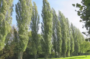 Una scena di natura incontaminata con i suoi colori e i suoi profumi un pioppo tremulo sullo sfondo, tigli, conifere e vegetazione ai lati, erba e colori naturali tutto intorno Un paesaggio unico allaperto, che ci mostra la bellezza della natura