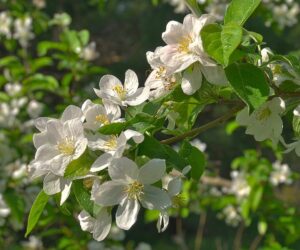 Un albero selvatico fiorito sotto i raggi del sole, con i suoi petali di SunAnemoni, foglie e polline, per una meravigliosa fioritura di Ciliegio allaperto Uno spettacolo naturale da ammirare!