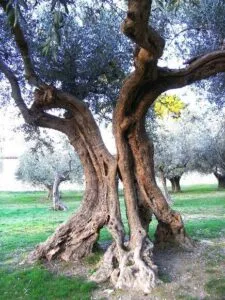 Un ulivo selvatico in una giungla lussureggiante, un tronco dalbero che si erge tra la vegetazione esuberante della natura e dei boschi allaperto la magia della macchia è una meraviglia da ammirare