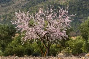 Questa immagine ritrae un antico albero di mandorlo in fiore, un simbolo di forza e bellezza della natura Si intravede una vegetazione lussureggiante e fiori di ciliegio che creano una scena magica di apertura ed armonia Una visione idilliaca di un bosco ancestrale, che ci ricorda come la natura sia preziosa e da amare