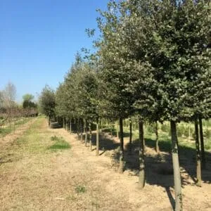 Questa immagine ritrae la bellezza della natura un prato verde leccio in un boschetto, punteggiato da alberi, meadowpiante e vegetazione Una scena perfetta per trascorrere del tempo allaperto tra terra e cielo
