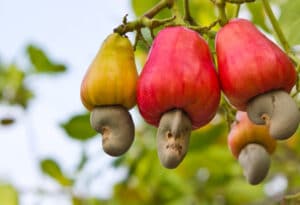 Una foto che mostra la ricchezza di cibo sostenibile e nutriente che la natura ci offre noci di acero, verdure, funghi, frutta come la pera e la mela Una scelta variegata di prodotti naturali che contribuiscono alla nostra nutrizione