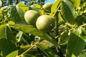 Una immagine di un albero di noce, pieno di nutrienti frutti e verdure come le pere e le nocciole, che offre una ricca fonte di cibo e nutrimento Una pianta che ci fornisce una varietà di alimenti sani e naturali per produrre una dieta sana ed equilibrata
