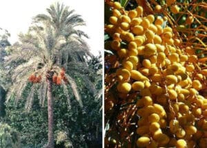 Una pianta di palma da datteri, un albero che offre un prodotto naturale e delizioso frutta come cibo ricco di benefici Una delizia della vegetazione esotica