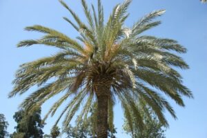Unimmagine di una grande palma da datteri circondata da una rigogliosa vegetazione, unatmosfera di serenità e calma Unoasi di pace sotto unampio albero di palma