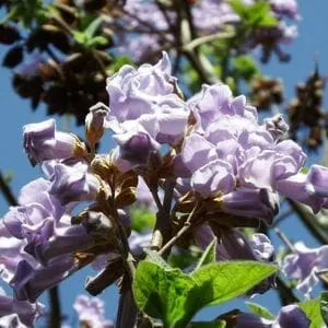 Un albero Paulownia in fiore con la sua delicata chioma di foglie lilla e petali sfaccettati che si stagliano contro il cielo