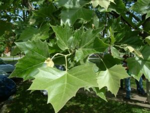 Scopri il mondo delle piante! Un meraviglioso viaggio tra le foglie di un platano comune, la robusta quercia, il tiglio e lalbero Una scarpa, una macchina e una persona, tutti uniti dalla stessa vegetazione e dalla penna che scrive la storia
