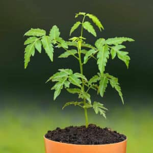 Questimmagine mostra una grande pianta di Neem, un albero conosciuto anche come albero della canapa, circondato da utensili da cucina come una pentola Una pianta che unisce la bellezza della natura alla funzionalità degli utensili da cucina