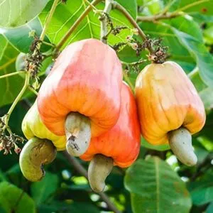 La natura ci regala una ricca varietà di alimenti nutrienti, come le noci di acero, le verdure, la frutta come le pere e molte altre piante che producono cibo salutare per noi
