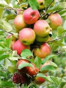 La Natura Magica di OrangeMelanzana ci offre unabbondanza di Cibo e Frutta, come questa Pianta di Pera e Arancia che produrrà deliziosi frutti freschi