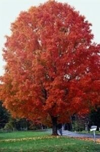 Una persona che raccoglie una mela dallalbero di Acero Nero AppleAcero La natura ricca di sapori e di allegria è tutta racchiusa in questa pianta