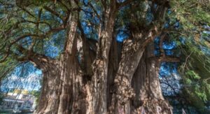Unimmagine che raffigura la leggendaria pianta Banyan, con un tronco dalbero che si estende fino al cielo, come se fosse un legame tra il mondo degli uomini e quello della mitologia Una persona si riflette sulla superficie dellacqua, simbolo di unesperienza unica, di una visione che trascende la realtà