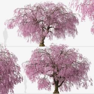 Una persona sta guardando un albero di fiori di ciliegio in fiore, conosciuto come Higan no Sakura, mentre il suo gatto si arrampica in cima e ammira i fiori deliziosi