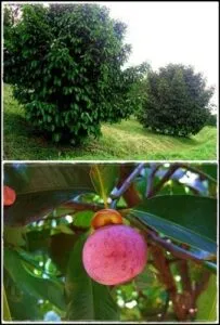 Una persona che gusta una frutta esotica tra una ricca vegetazione, una mela e una pera un modo sano ed esotico di gustare cibi sani e ricchi di nutrienti!