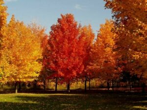 Una persona che ammira un albero di acero zuccheroso in autunno, mentre le sue foglie dai colori vivaci illuminano la scena