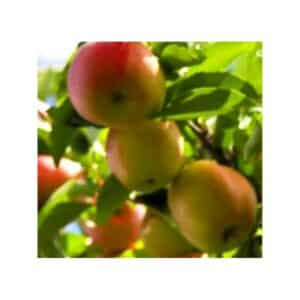 Una natura magica che produce frutta come mele e pere una pianta dai frutti deliziosi che regala al nostro palato sapori preziosi