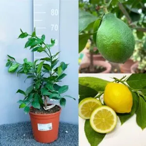 Unimmagine che ritrae un albero di limoni ricco di frutta, da cui si possono ricavare prodotti come lime, limoni, pompelmi, arance e pera Una varietà di cibo nutriente e salutare, che include anche luva, il Grapefruit e altri agrumi