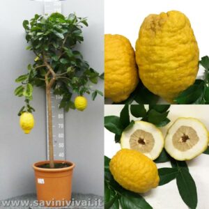 Una pianta di cedro giallo in vaso, con arance, pompelmi e limoni, cresce e produce una varietà di frutta citrus dolce e succosa, che fornisce un alimento sano e nutriente