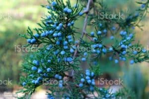 Immagine di un maestoso cedro rosso, un albero conifero dalle bacche dal gusto dolce e dalle proprietà benefiche che ricordano il mirtillo Una pianta dalle numerose proprietà, dal cibo alla frutta un prodotto davvero unico!