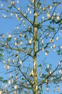 Questa immagine mostra una pianta di cotone che cresce in un albero, mentre un animale, un uccello, è intento a raccogliere i bianchi bolli di cotone Una scena che ritrae la forza della natura e la magia della vita