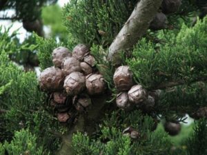 Questa immagine mostra un magnifico e rigoglioso albero di Cypress Monterey, una varietà di conifere che ricorda un abete o un pino Il suo verde intenso e le sue foglie a forma di granata ricordano anche unarma o un pallone da calcio