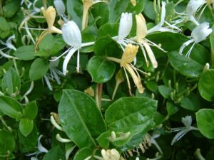 Questa foto mostra una magnifica pianta erbacea della famiglia Acanthaceae, il caprifoglio La sua particolare forma a foglia e i petali bianchi creano uno stemma floreale di grande bellezza Ogni petalo è arricchito da delle anteri in tonalità di giallo, creando unesplosione di vegetazione Unimmagine che riunisce larmonia della natura