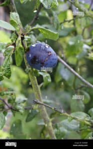 Lalbero di susino selvatico produce frutti dolci e succosi, che possono essere usati per preparare deliziosi piatti o semplicemente gustati al naturale La prugna è una delle numerose varietà di frutta che la pianta può produrre, regalando sempre una sana e deliziosa prelibatezza