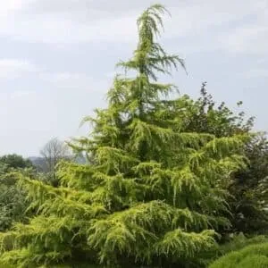 Questa immagine mostra un magnifico albero di Deodar Cedro, una specie di pino conifera Una delle più grandi e antiche conifere, il Deodar Cedro è una pianta che rappresenta una delle più grandi bellezze del mondo; simile al larice, è un albero dal tronco dolcemente curvo che offre una vista impressionante
