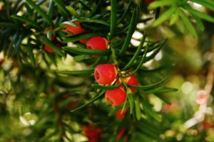 Una visione straordinaria un albero canadese PineConifera, una pianta conosciuta anche come Taxus o Pino, che cresce in tutta la sua maestosità Una meraviglia della natura da ammirare
