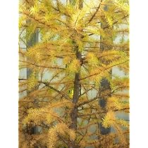 Questa immagine mostra un lussureggiante Larice Giapponese, una specie di Pino Conifera dalle caratteristiche uniche che lo rende uno dei più bei alberi da giardino